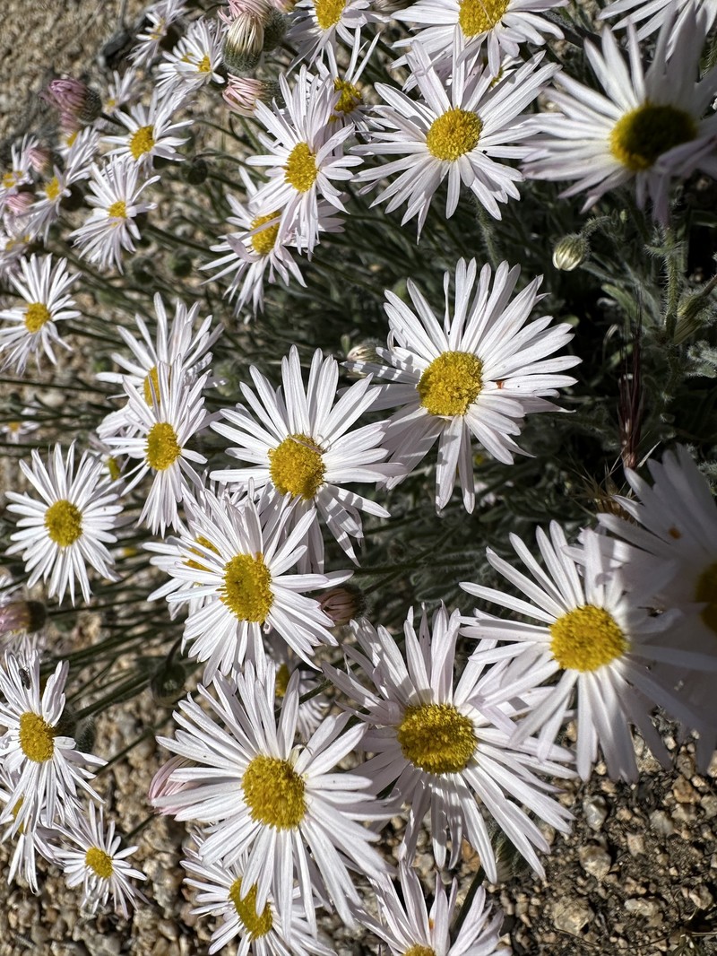 Erigeron concinnus var. concinnus photo 2