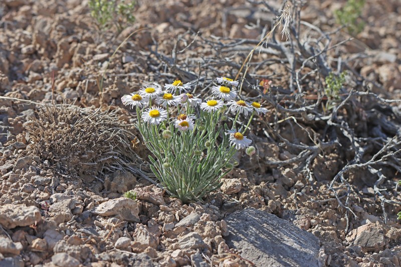 Erigeron concinnus var. concinnus photo 3