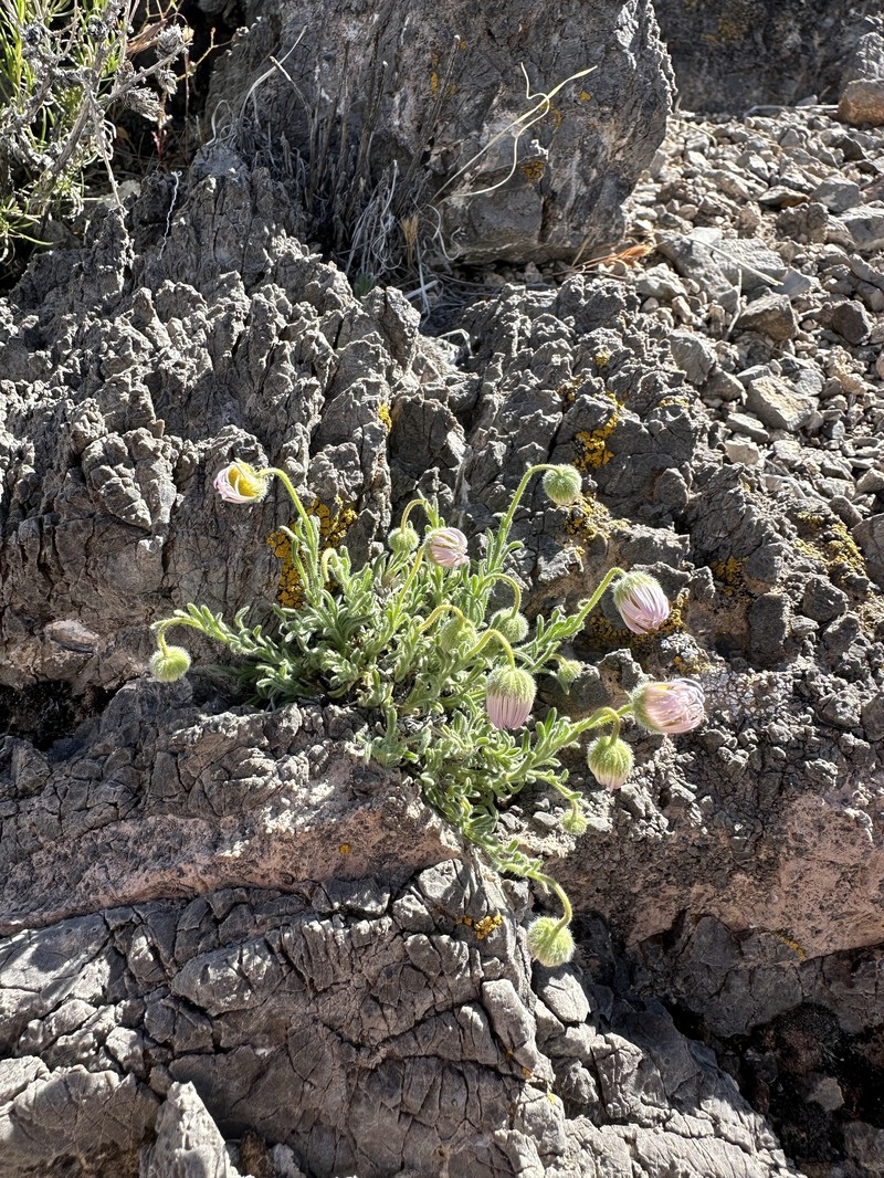 Erigeron concinnus var. concinnus photo 4