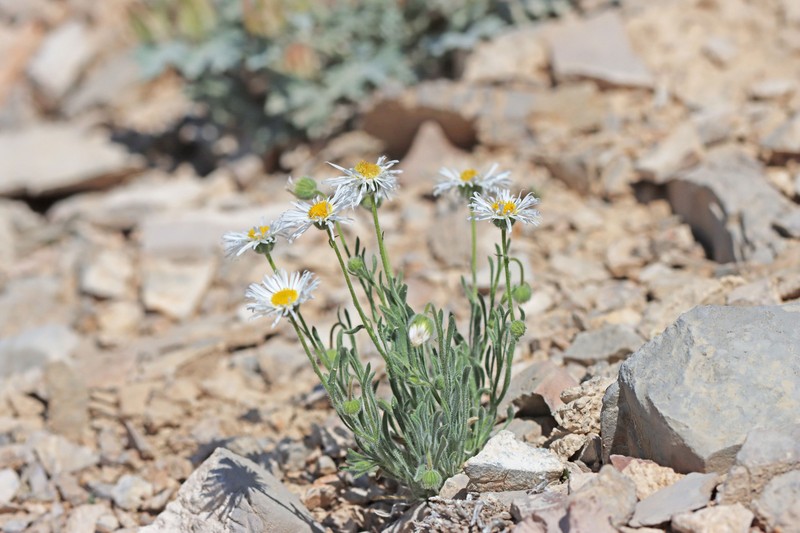 Erigeron concinnus var. concinnus photo 5