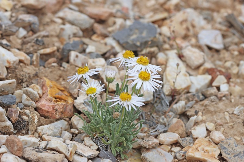Erigeron concinnus var. concinnus photo 6