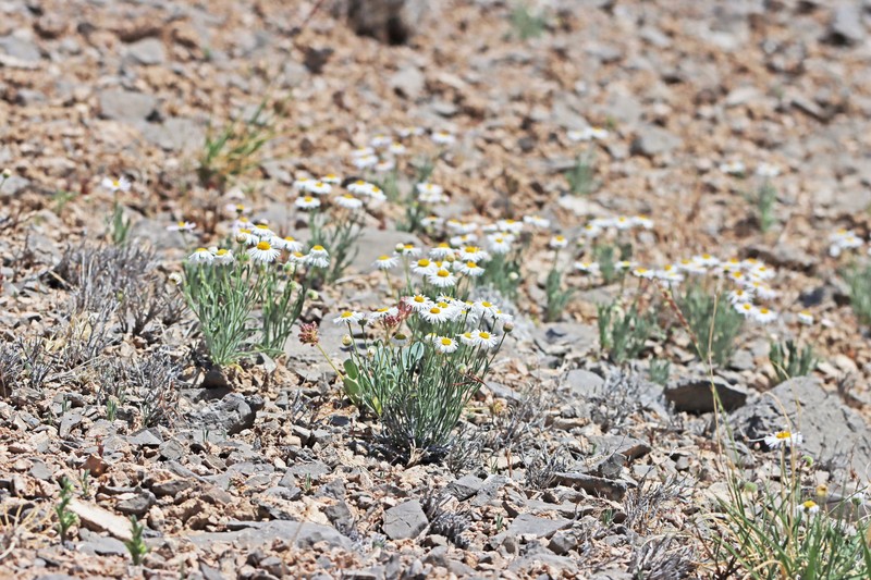 Erigeron concinnus var. concinnus photo 7