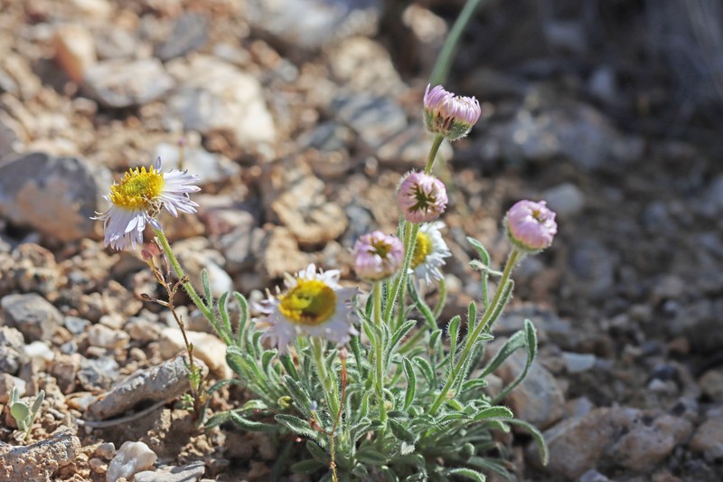 Erigeron concinnus var. concinnus photo 8