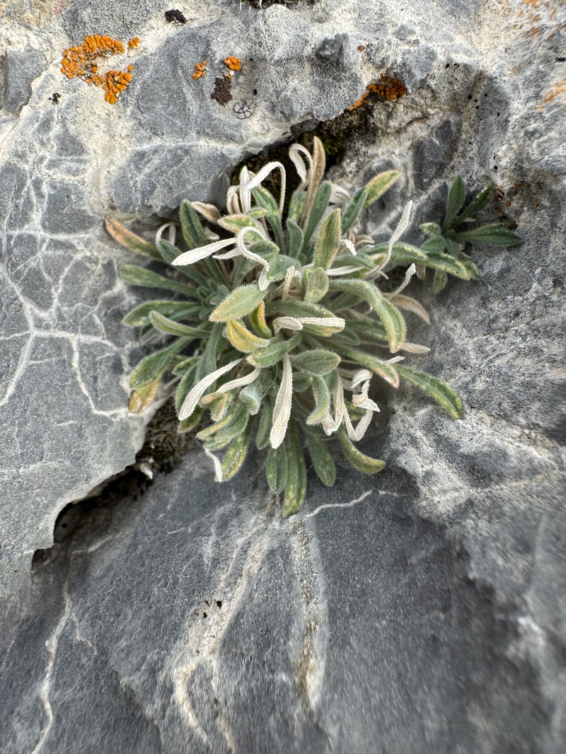 Erigeron concinnus var. condensatus