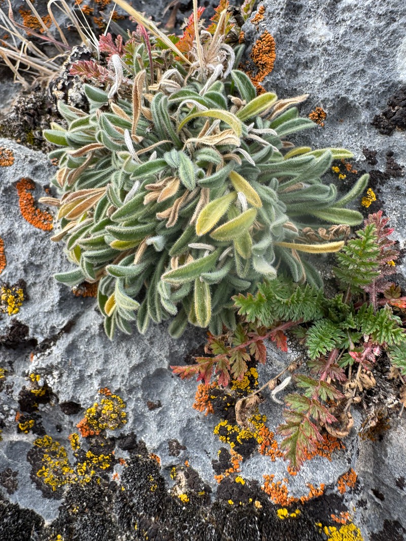 Erigeron concinnus var. condensatus photo 3