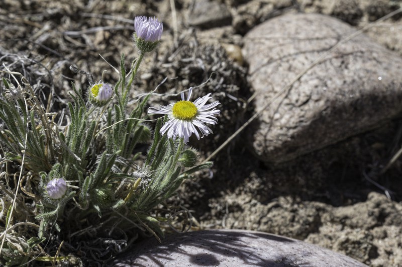 Erigeron concinnus var. condensatus photo 5