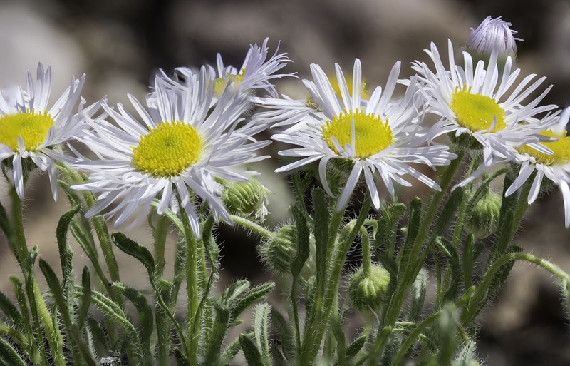 Erigeron concinnus var. condensatus photo 6