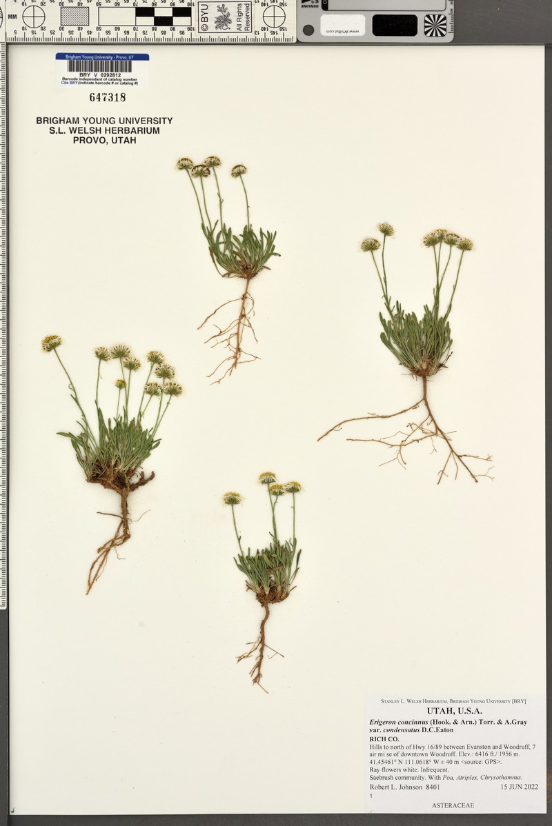 Erigeron concinnus var. condensatus photo 7