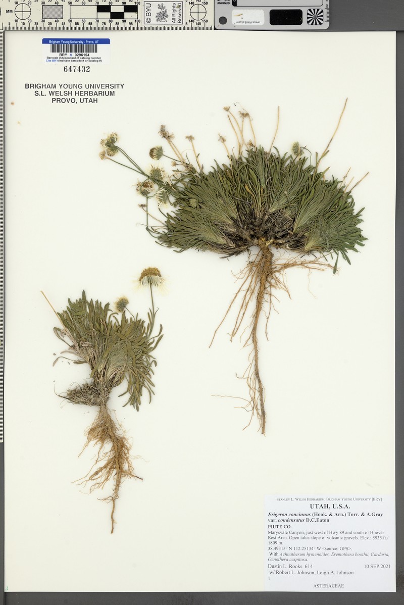 Erigeron concinnus var. condensatus photo 8