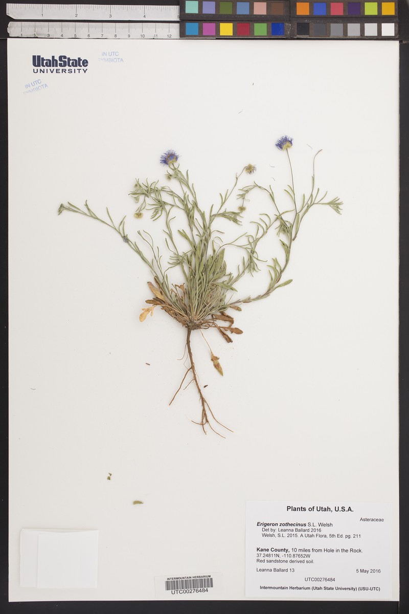 Lake Powell Fleabane photo 5