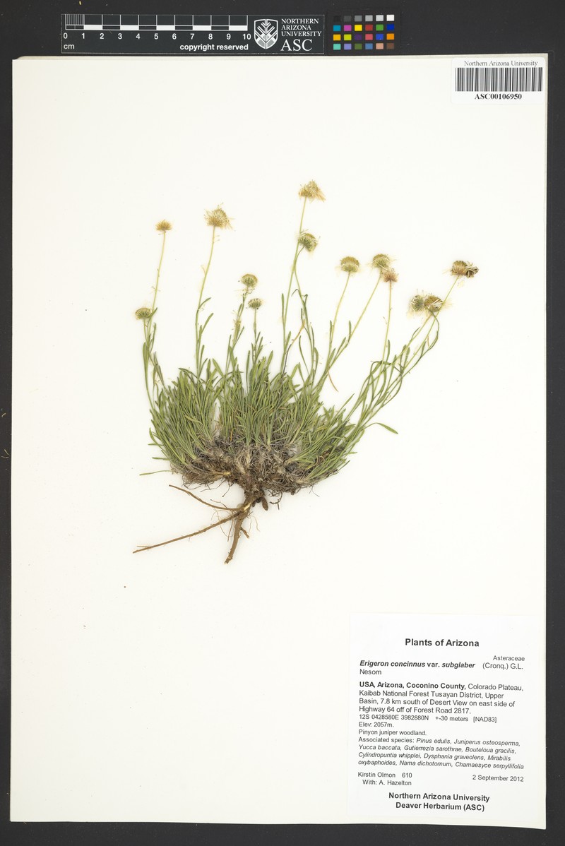 Lake Powell Fleabane photo 6