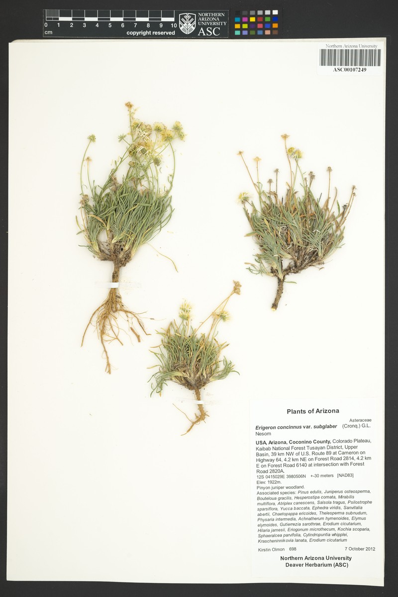 Lake Powell Fleabane photo 7