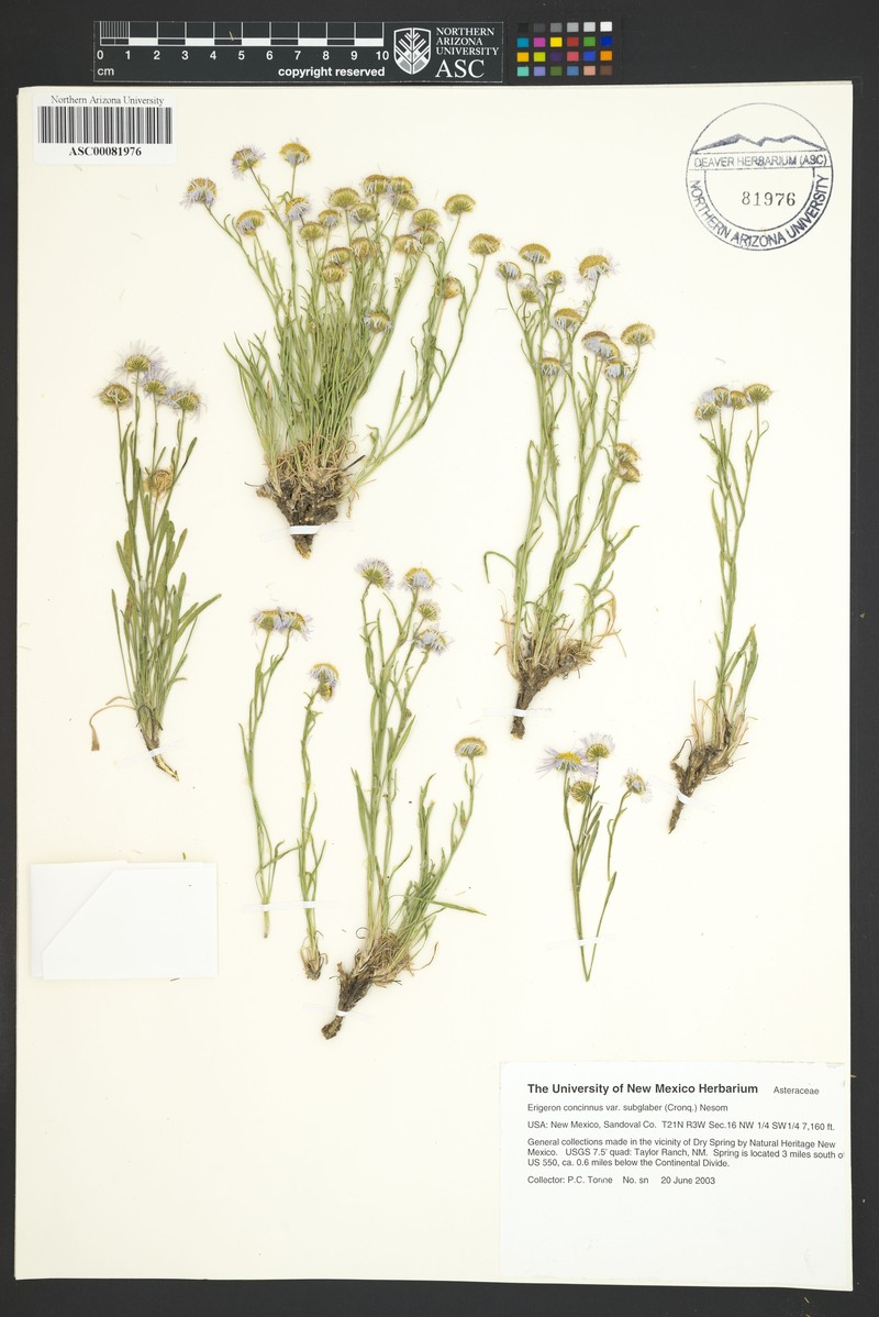 Lake Powell Fleabane photo 8