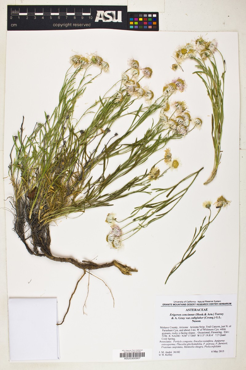 Lake Powell Fleabane