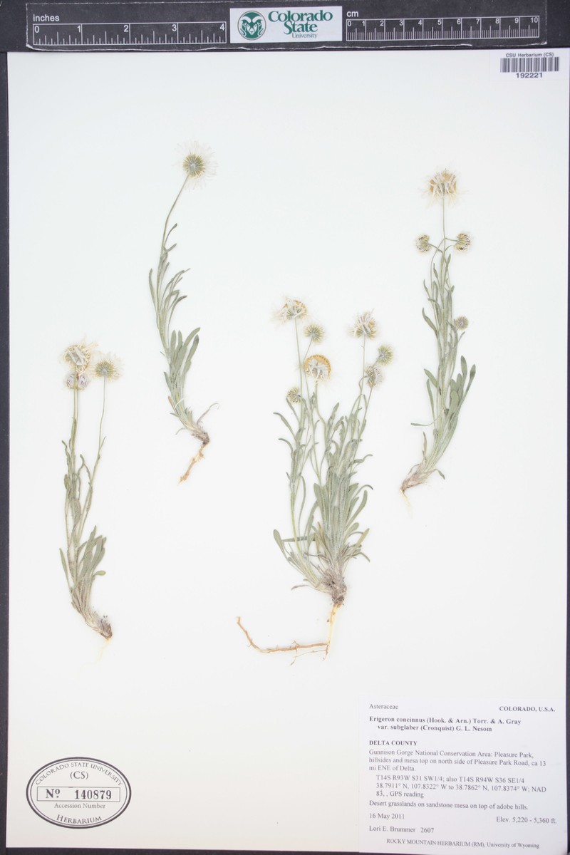 Lake Powell Fleabane photo 2