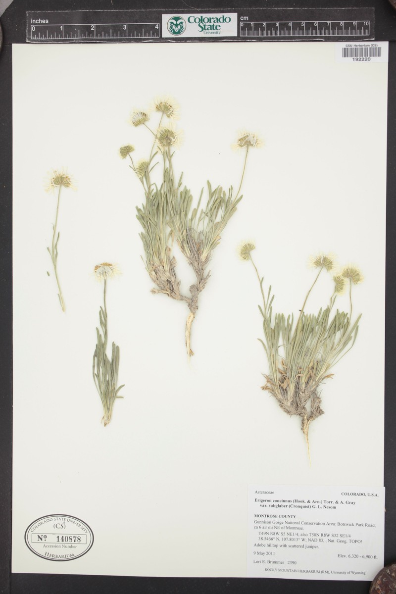 Lake Powell Fleabane photo 3