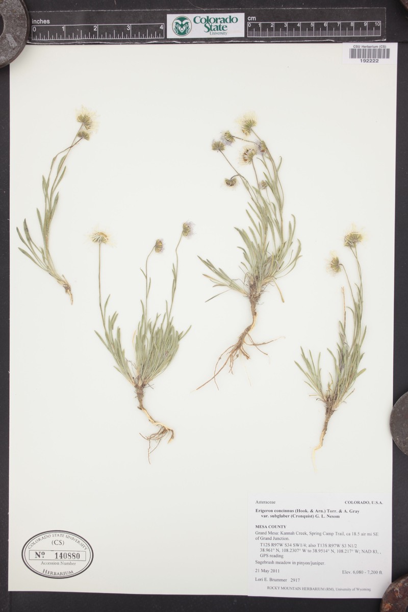 Lake Powell Fleabane photo 4