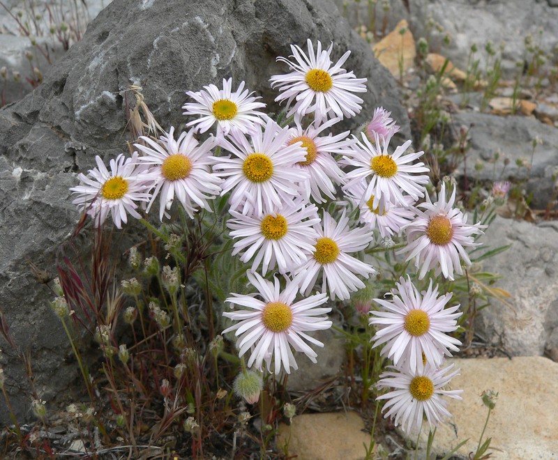 Foothill Fleabane