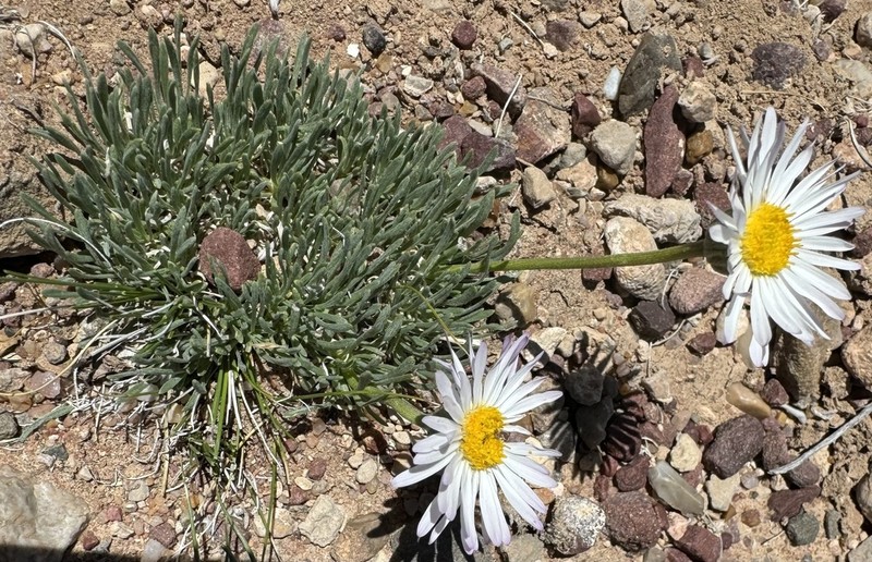 Foothill Fleabane photo 4