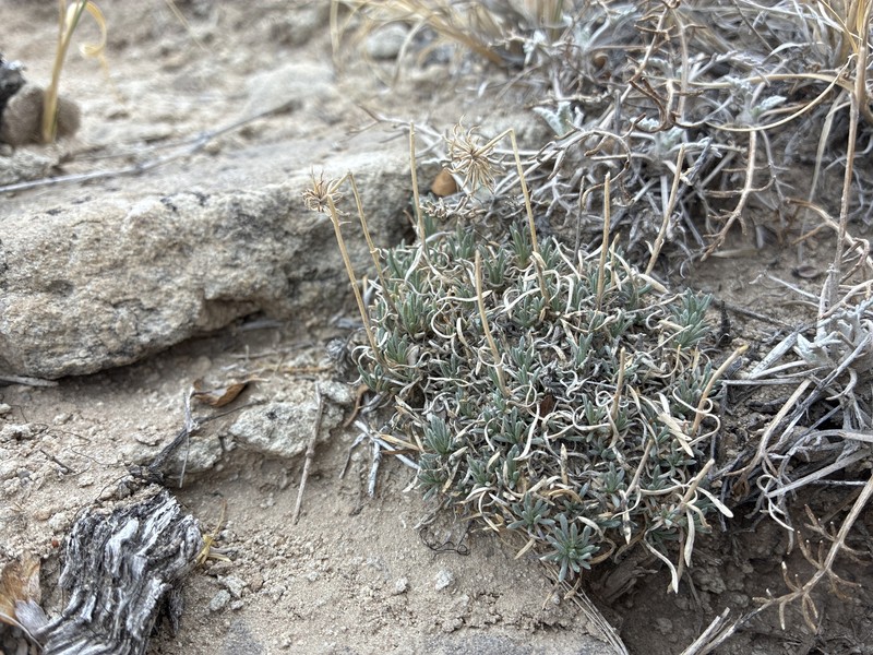 Foothill Fleabane photo 5
