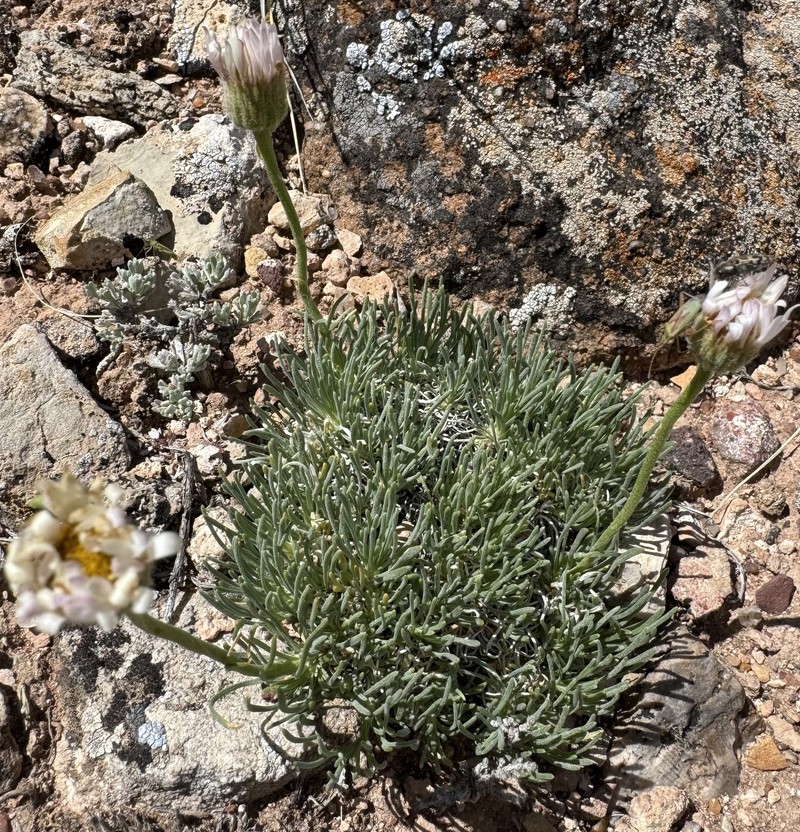 Foothill Fleabane photo 6