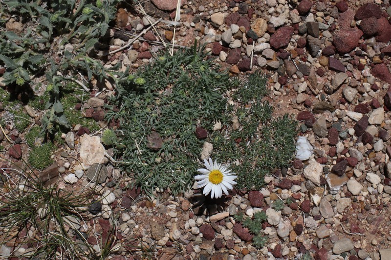 Foothill Fleabane photo 8