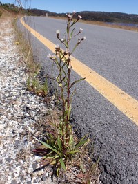 Erigeron conyzoides