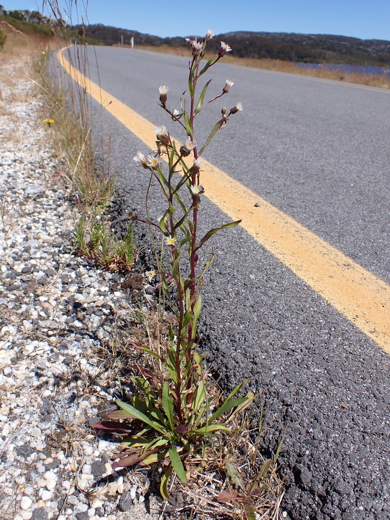 Erigeron conyzoides