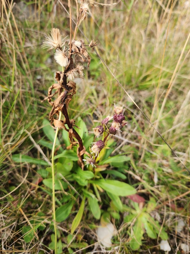 Erigeron conyzoides photo 3