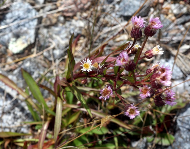 Erigeron conyzoides photo 5