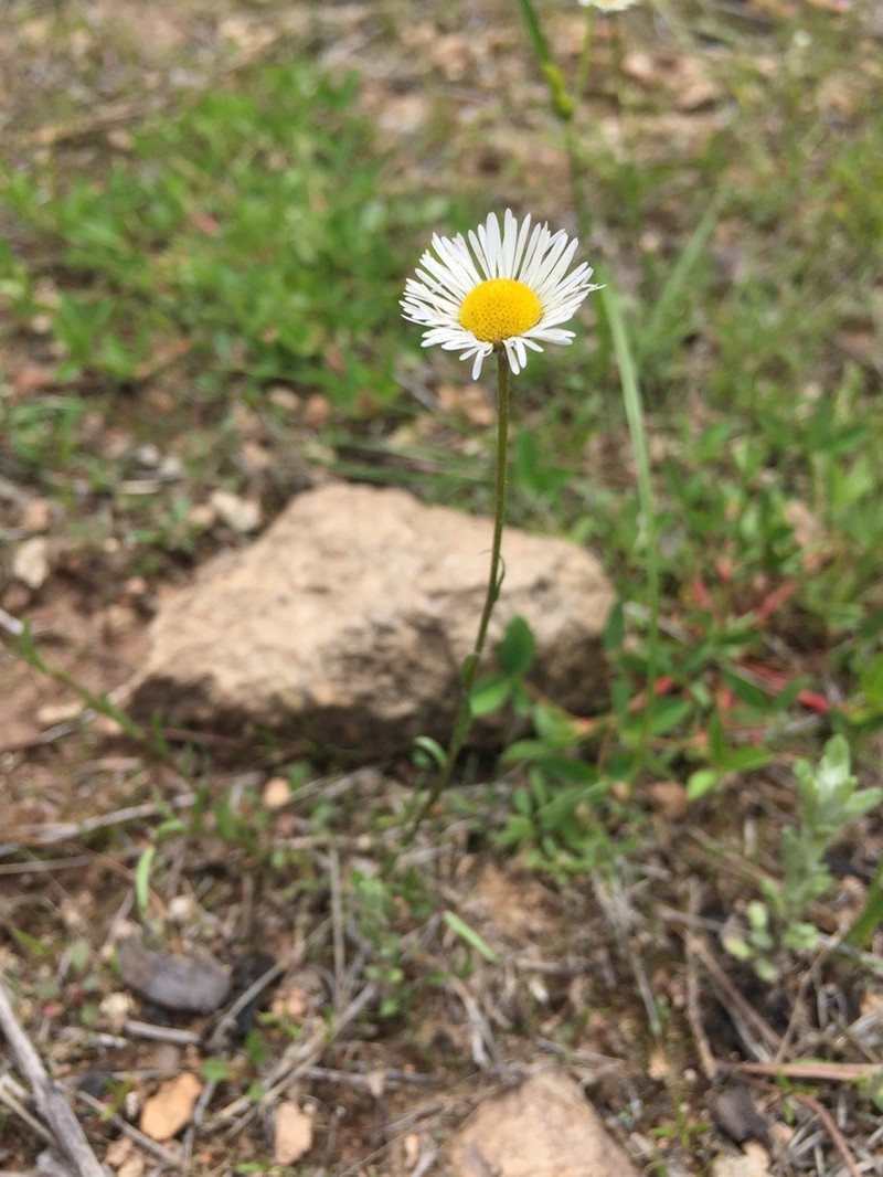 Erigeron coronarius