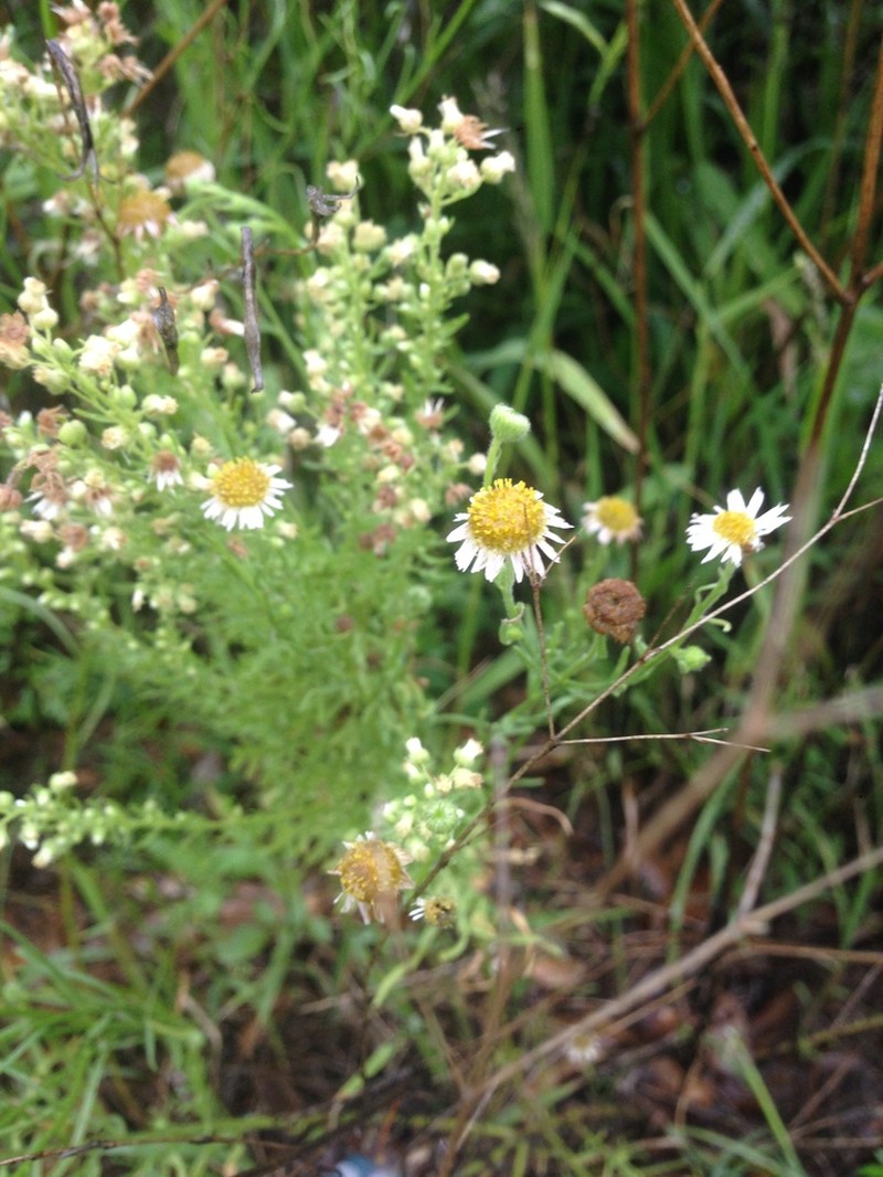 Erigeron coronarius photo 2