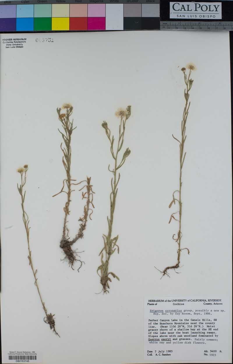 Erigeron coronarius photo 4
