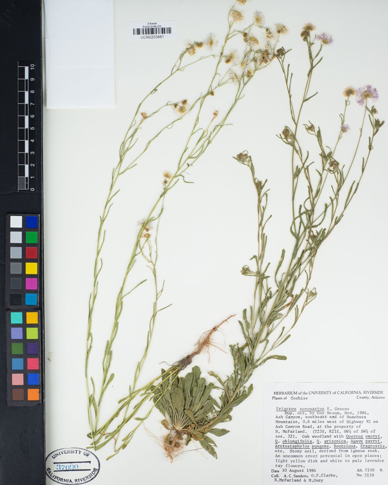 Erigeron coronarius photo 5