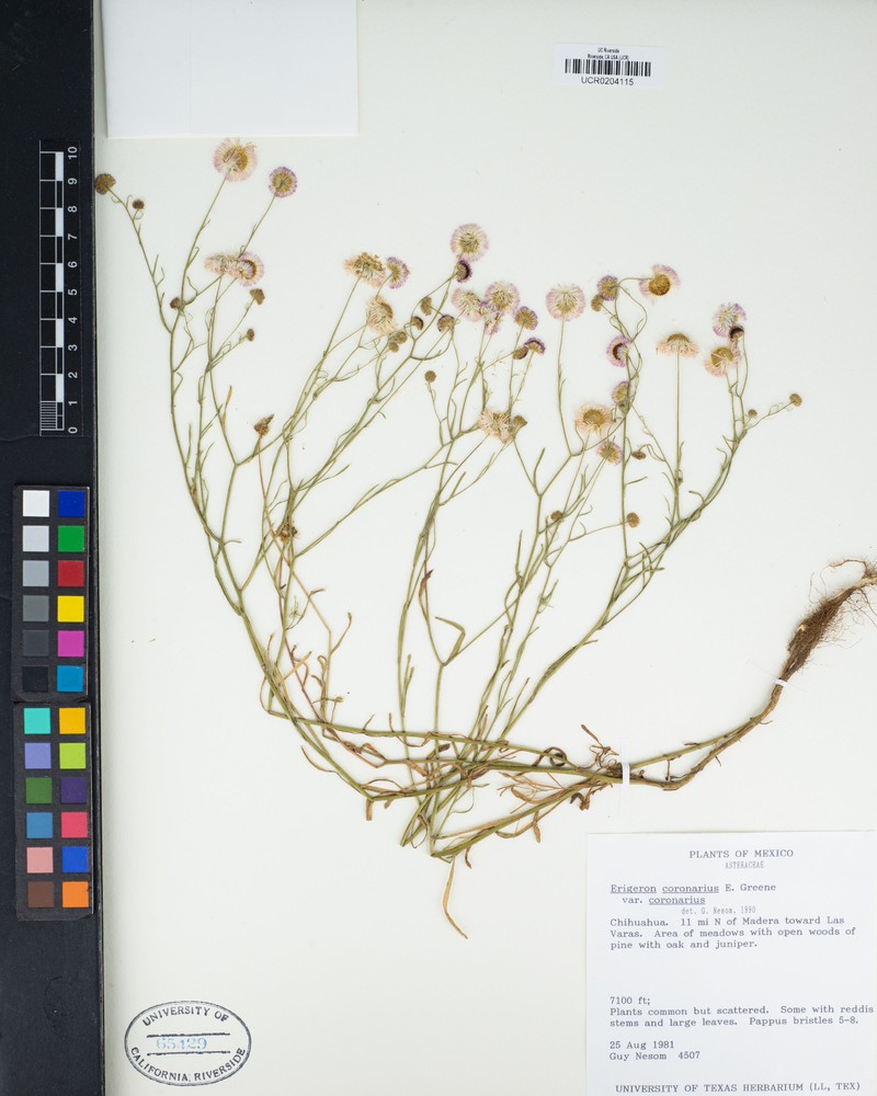 Erigeron coronarius var. coronarius