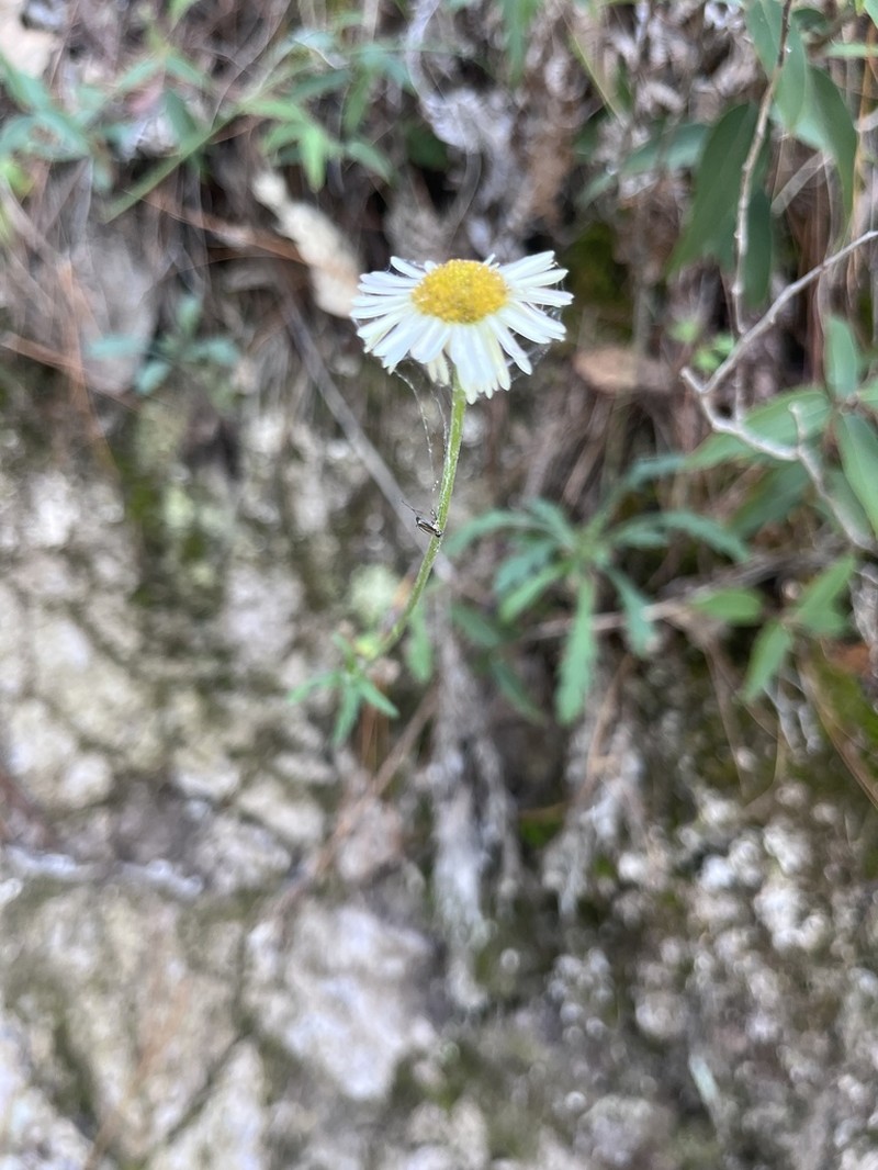 Erigeron coroniglandifer