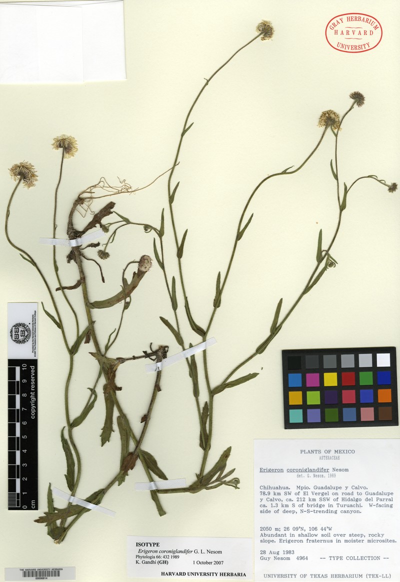 Erigeron coroniglandifer photo 5