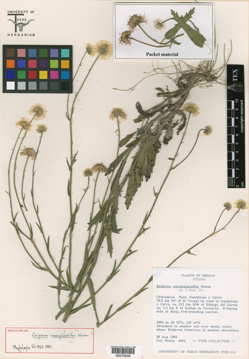 Erigeron coroniglandifer photo 7