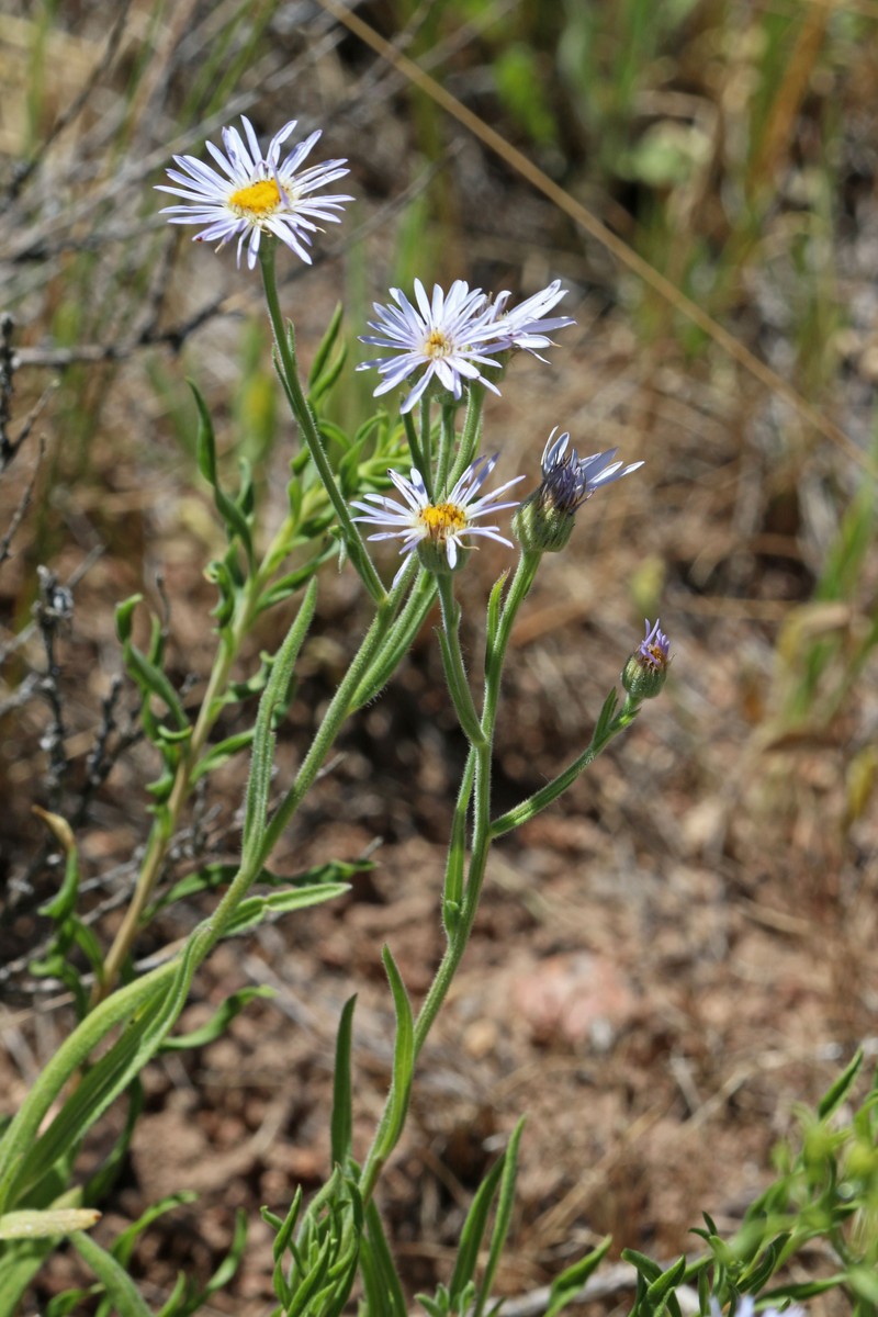 Longleaf Fleabane