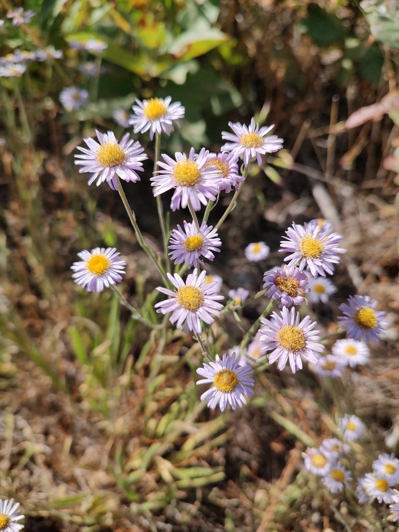 Longleaf Fleabane