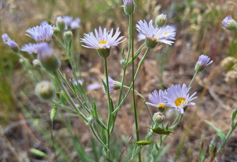Longleaf Fleabane photo 2