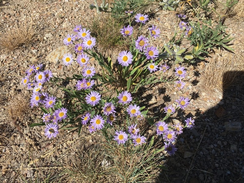 Longleaf Fleabane photo 3