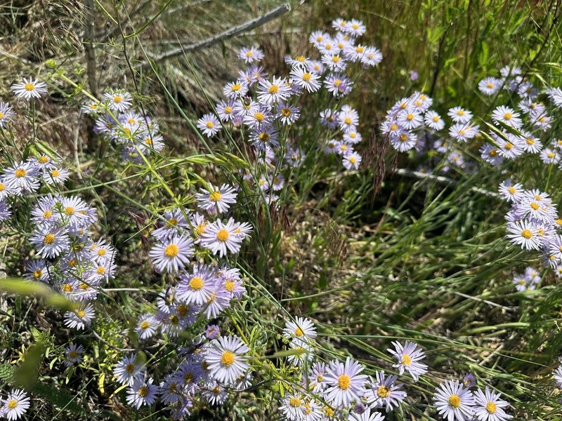 Longleaf Fleabane photo 4