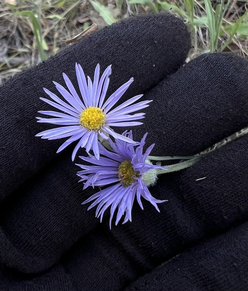 Longleaf Fleabane photo 5