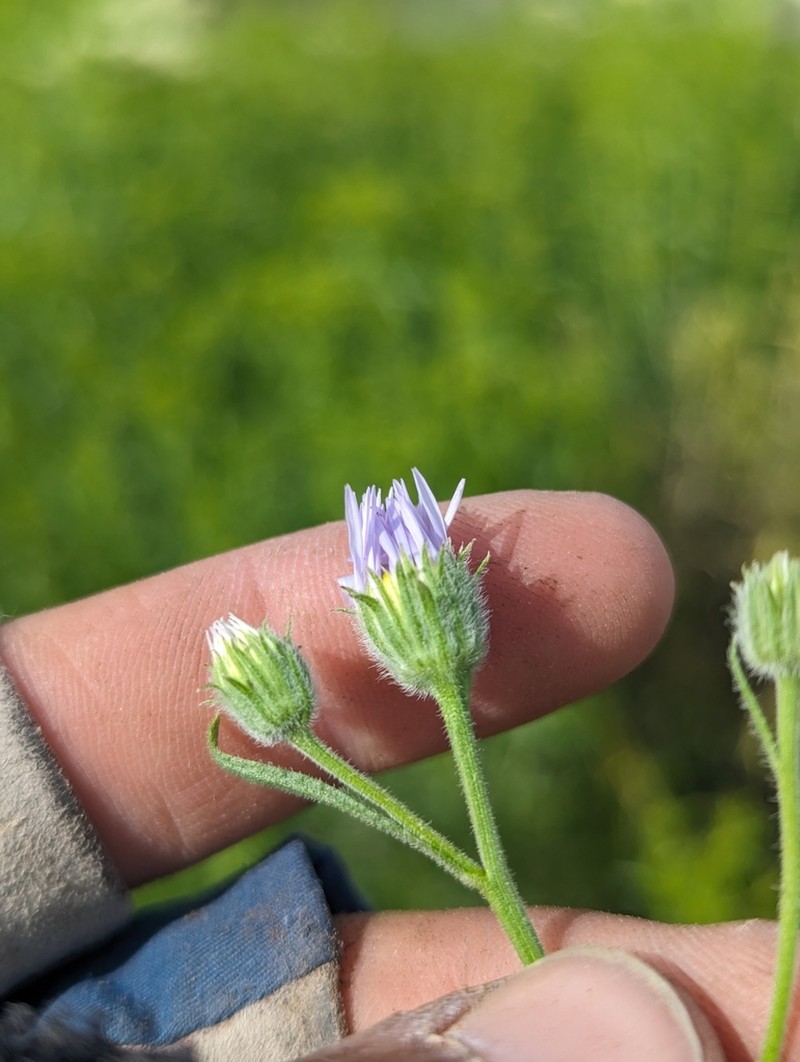 Longleaf Fleabane photo 6