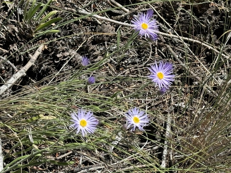 Longleaf Fleabane photo 7