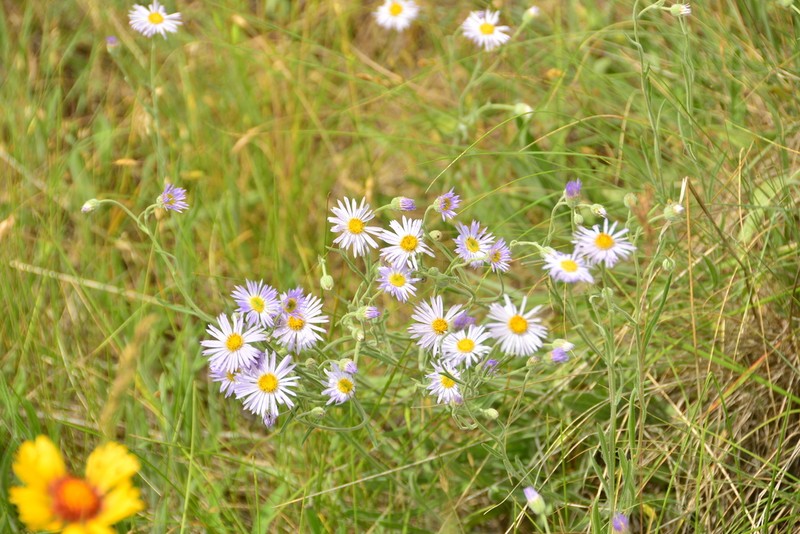 Longleaf Fleabane photo 8