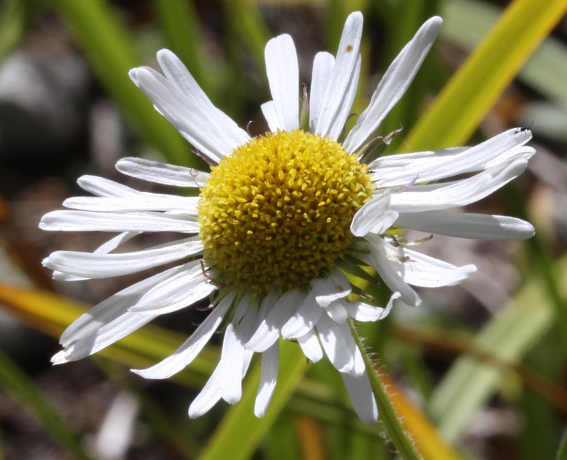 Large Mountain Fleabane