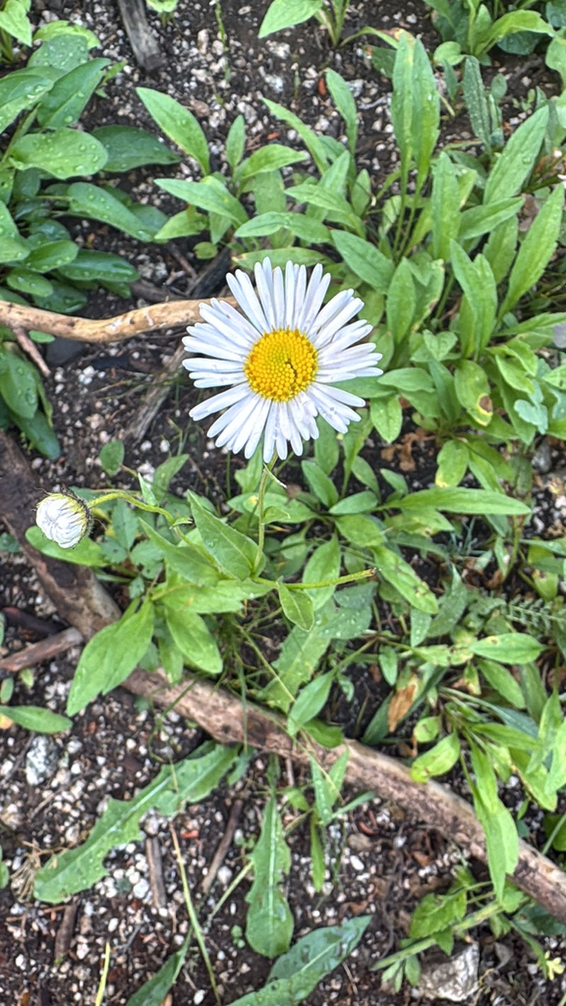 Large Mountain Fleabane