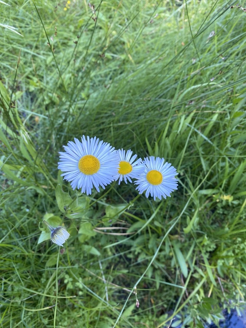 Large Mountain Fleabane photo 2